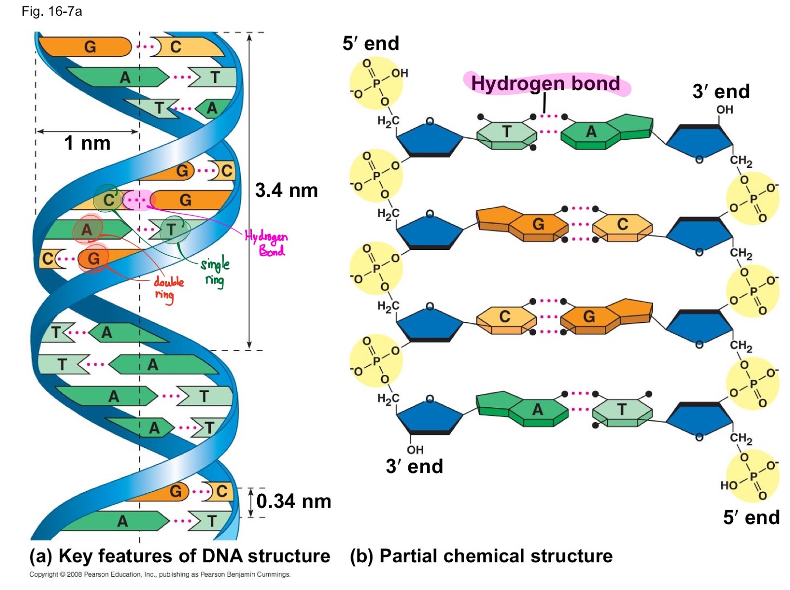 bi·ol·o·gy (bīˈäləjē) : Structure of DNA and Nucleotides