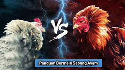 Panduan Bermain Sabung Ayam Online Terbaik Bagi Pemula