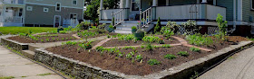 Less Noise, More Green Edible Landscaping Project using vegetables in edible landscaping