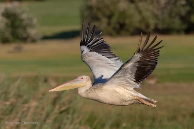 Great White Pelican above the Diep River / Woodbridge Island