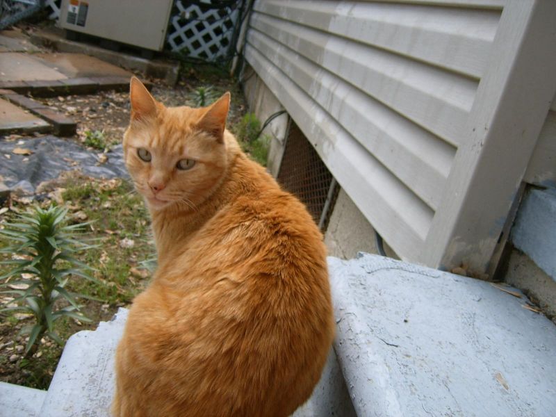  Mad  Mad  World Orange  tabby cat 