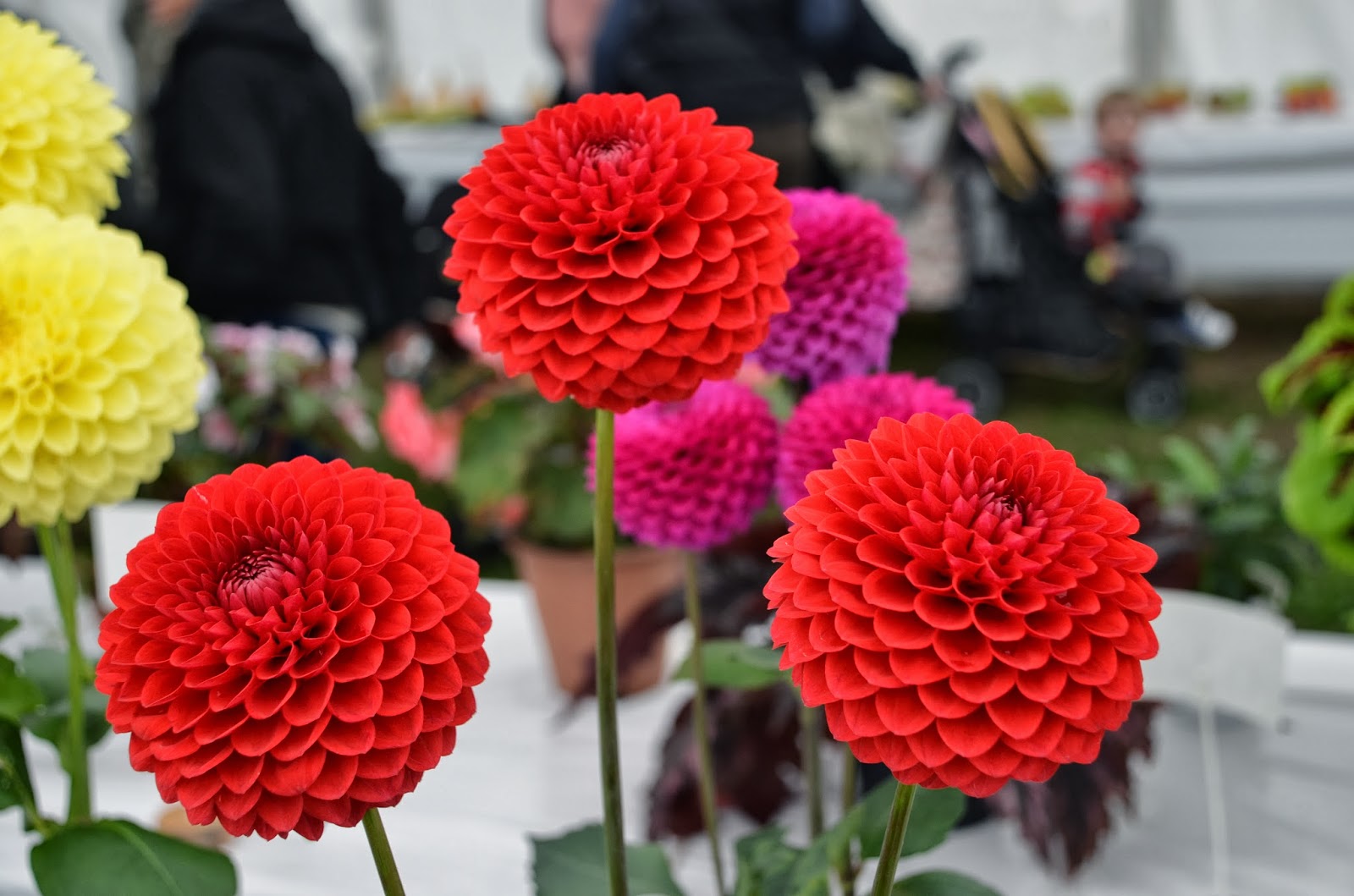 types of flowers yellow How to Plant Dahlia Tubers in Pots | 1600 x 1059