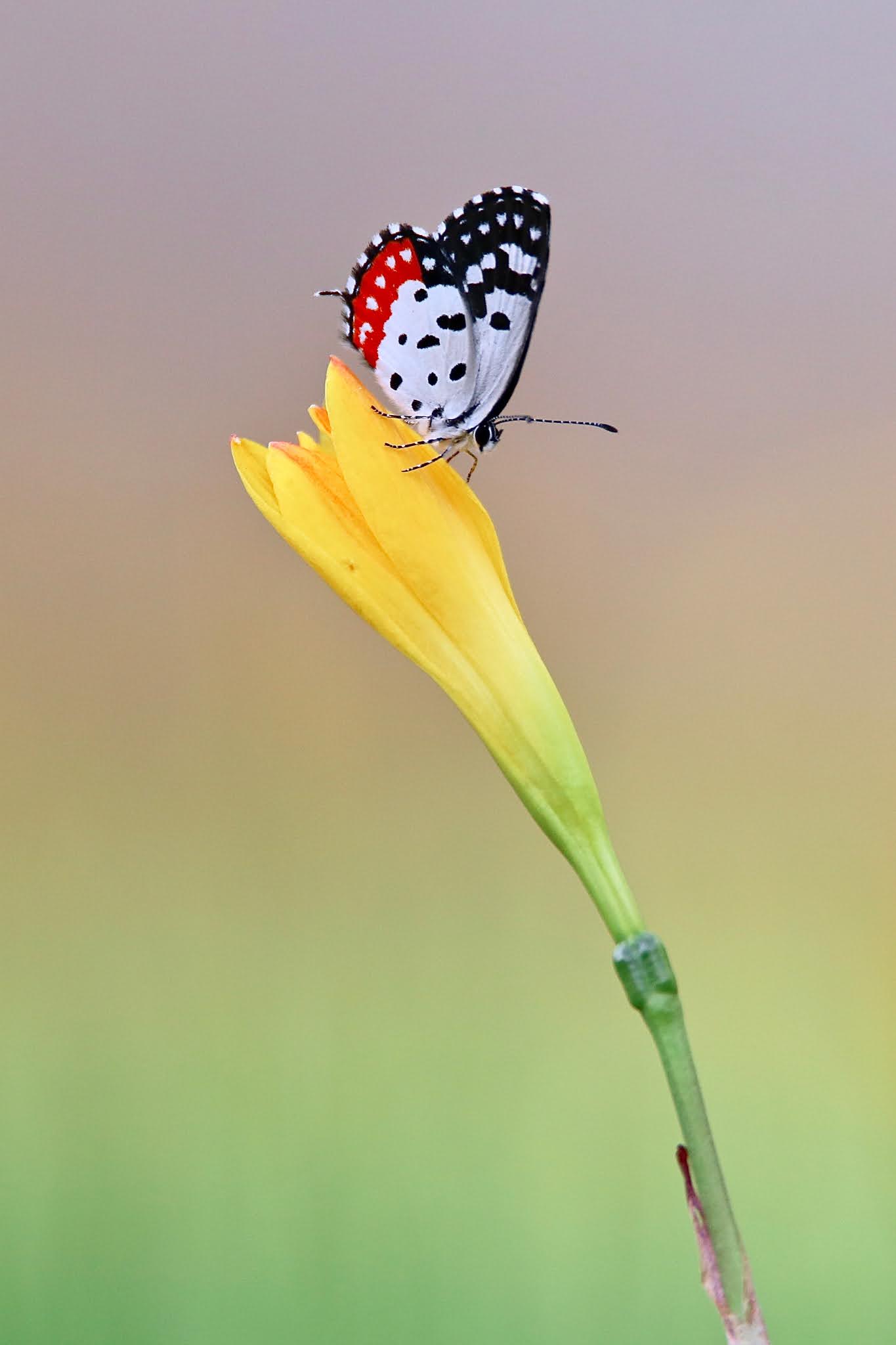 Red Pierrot butterfly high resolution free