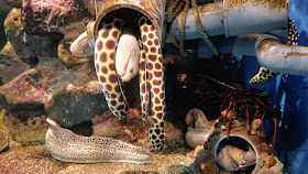 北海道 おたる水族館