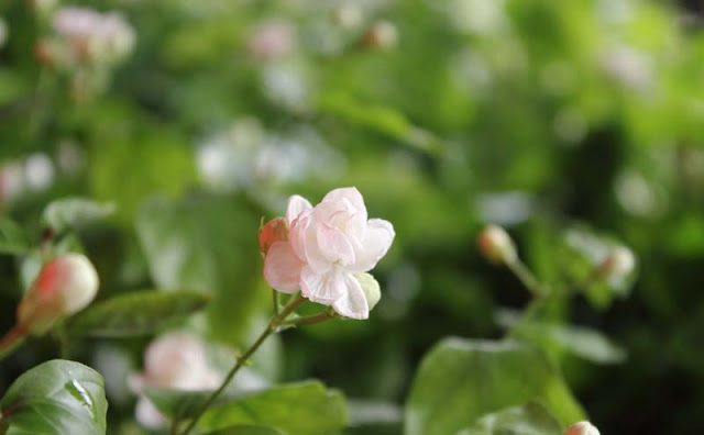 Jasmine Flowers Pictures