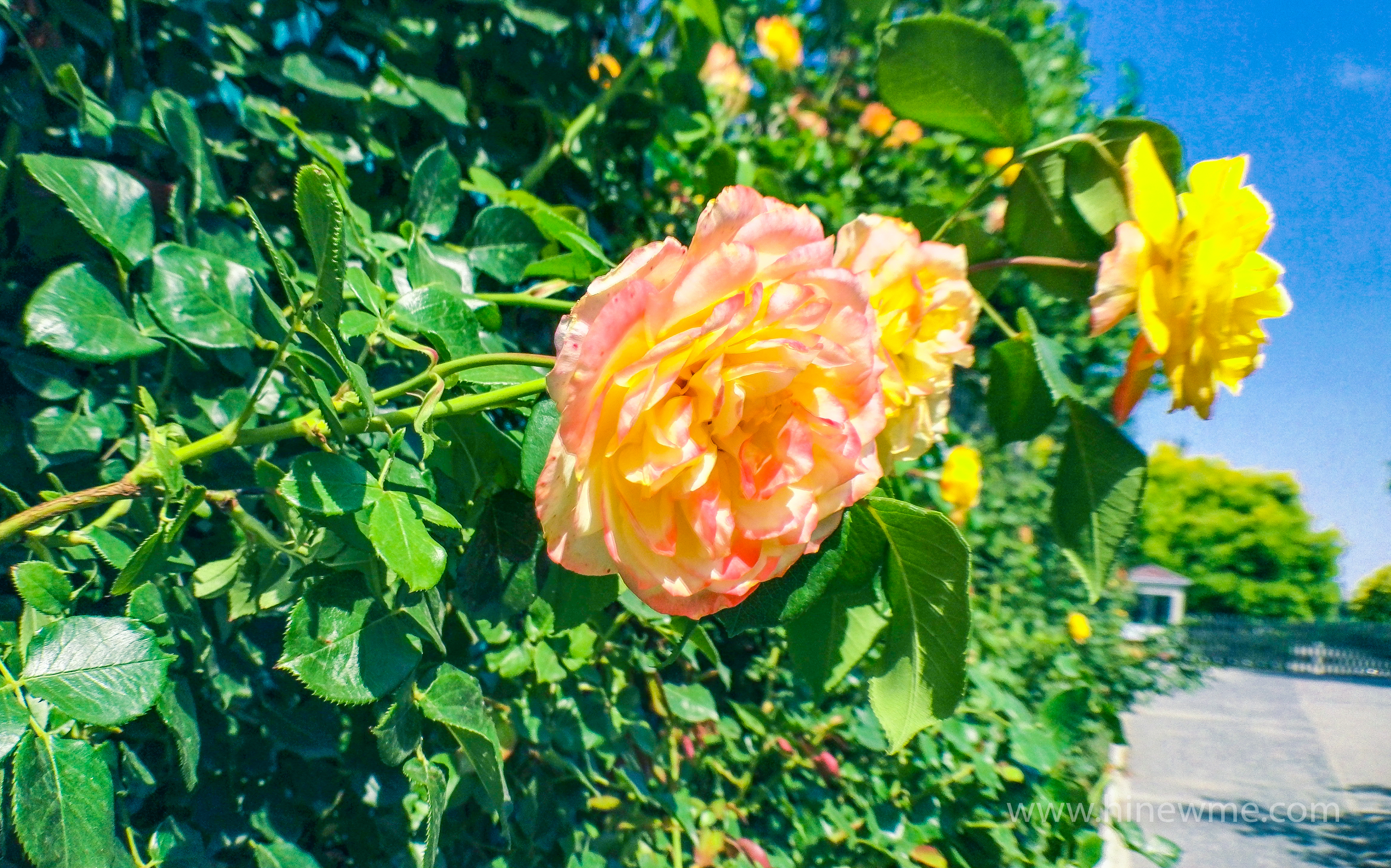 6tips flowers photography skill tips，16 rose flower in the sunshine pictures