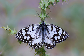 mariposa-medioluto-ines-melanargia-ines-