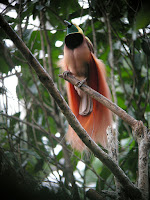 Photo Bird Of Paradise