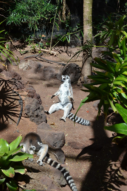 Fuerteventura -  Oasis Park