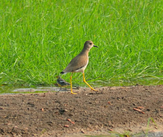 The white-tailed lapwing or white-tailed plover 