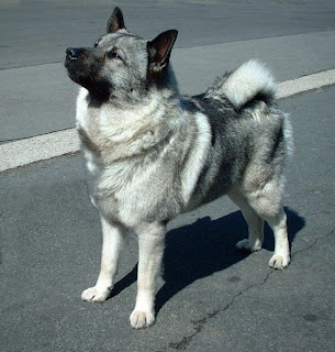 Norwegian Elkhound Dog 