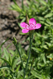 Oeillet de Macédoine - Oeillet myrtinervius - Dianthus myrtinervius