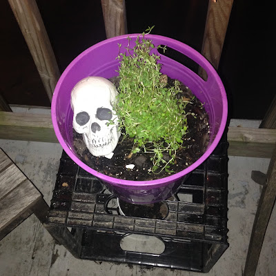 Potted Thyme in Herbal Container Garden with a cute little skull knick knack