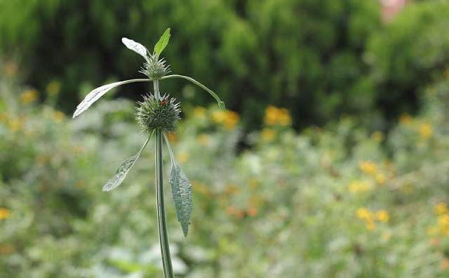 Lions Ear Flowers Pictures