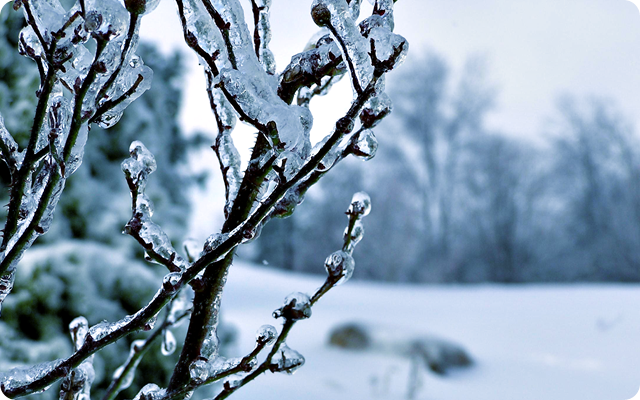 Frozen_Tree_HD_Wallpaper_by_CurtiXs