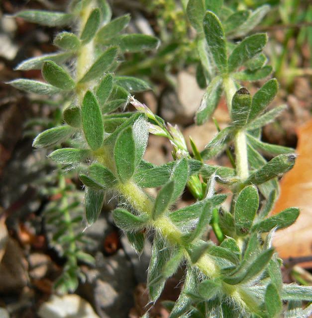 Ivesia sericoleuca