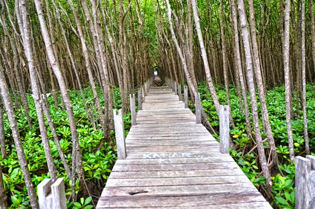 Hutan Bakau ( Mangrove )