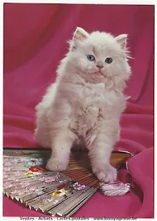 CP 859, chat fait la pose en studio