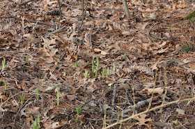 more and more day lilies have appeared