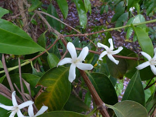 Café Bourbon pointu - Caféier - Coffea arabica var. laurina