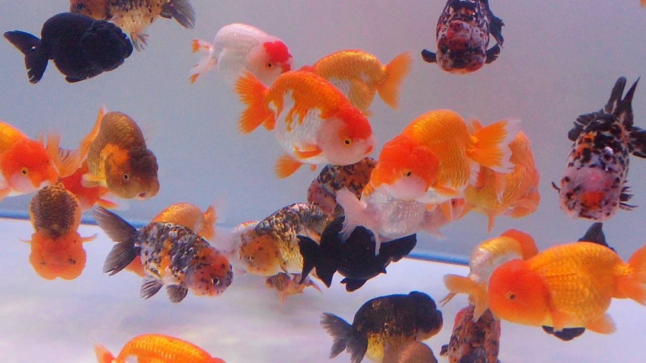 Mini Aquarium Accessories 迷尼水族精品 金魚種類與挑選 金鱼种类与挑选