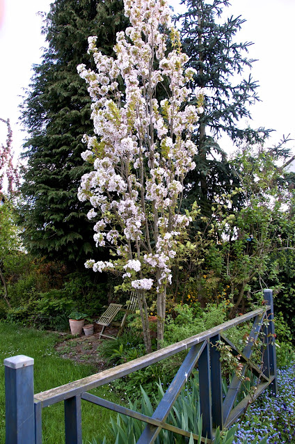 Prunus serrulata f. erecta, Prunus, cerisier à fleurs, arbres fastigiés,