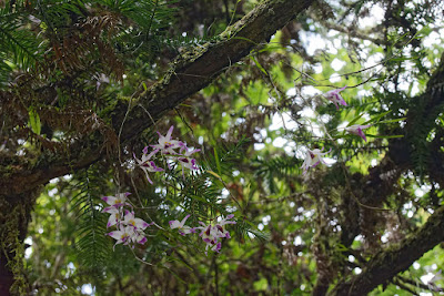 Dendrobium falconeri care and culture