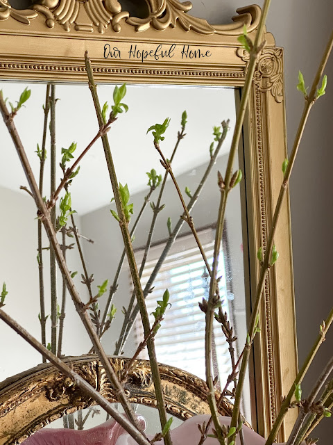 budding forsythia branches in front of gold mirrors