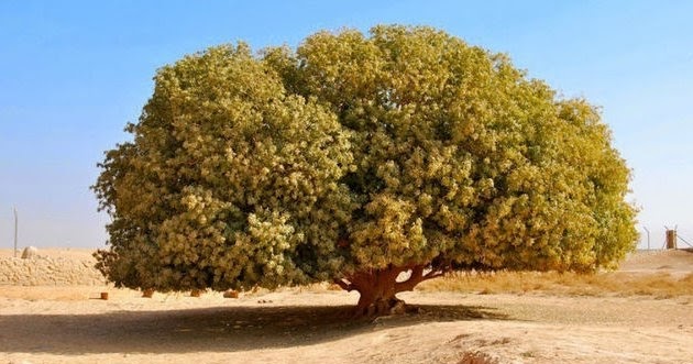Pohon Sahabi, Tempat Nabi Muhammad Berteduh Yang Masih 