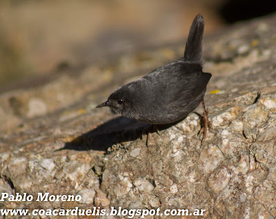 alt="churrin andino,tapaculo,aves de mendoza"