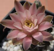Gymnocalycium mihanovichii de flor rosa. Posted in Floraciones cactus 2010, . (gymnocalycium mihanovichii de flor rosa flor )