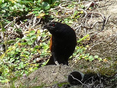 Greater Coucal (Centropus sinensis)