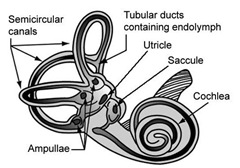 vestibular system