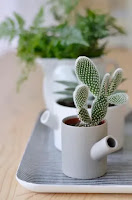 Mini Cactus para Decorar la Casa