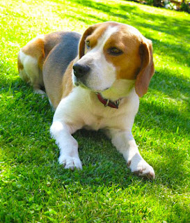 pictures of dogs beagle