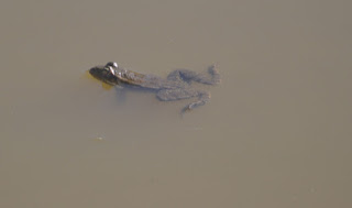 A floating frog having escaped into the water