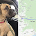 Anjing sanggup tempuh perjalanan 200KM untuk kembali ke rumah bekas pemiliknya