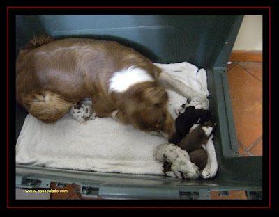 Australian Shepherd Litter