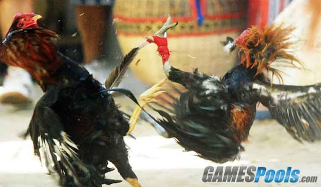 Taruhan Sabung Ayam Online