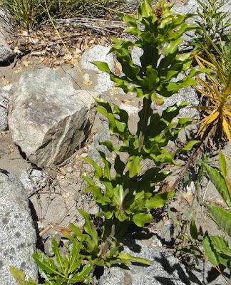 Лилия Гумбольдта (Lilium humboldtii)