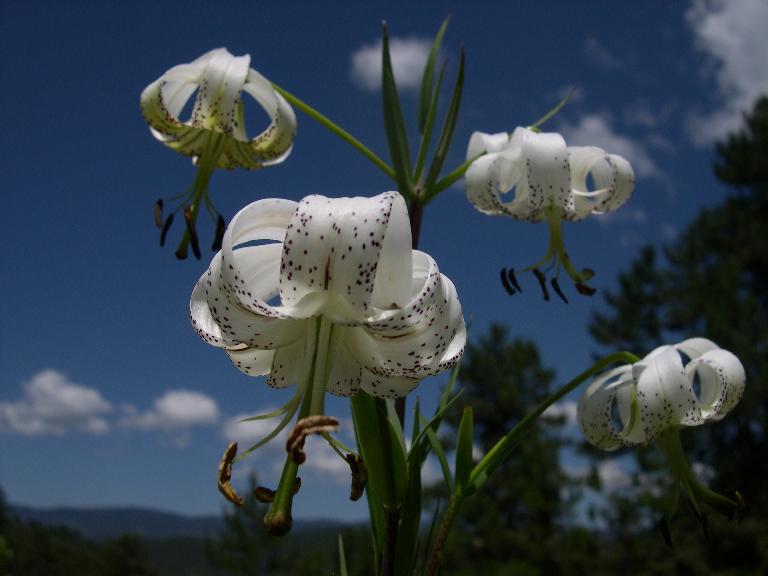 Лилия талийская (Lilium taliense)