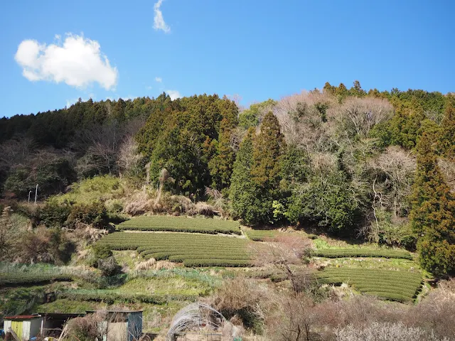 足柄路　お茶畑