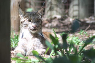 Canada Lynx.