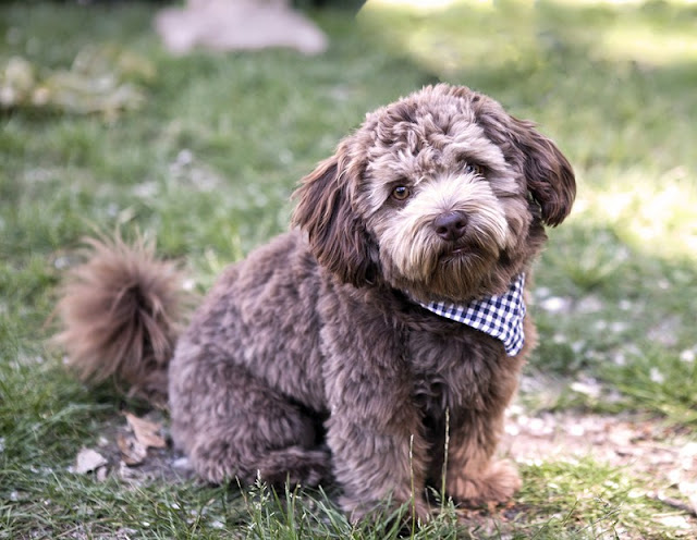 "Adorable Schnoodle dog with a curly coat and an endearing expression, showcasing the perfect blend of Poodle and Schnauzer traits."