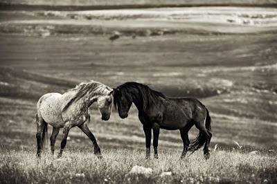 beautiful horses