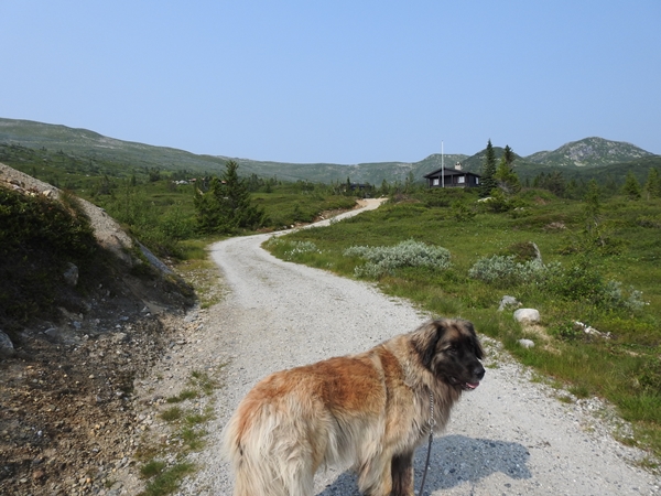 norefjell leonberger