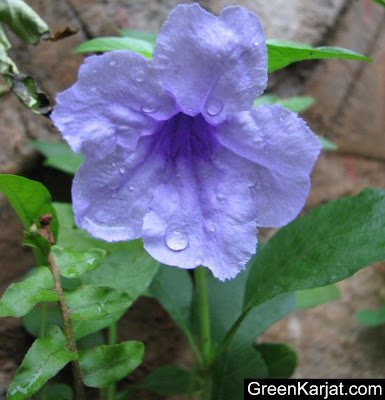 wild purple flower