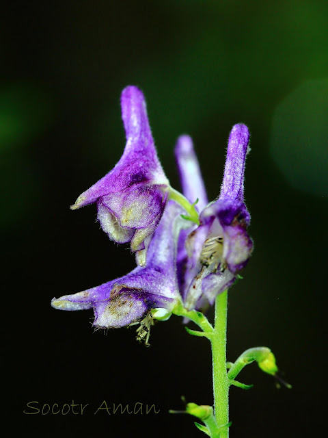 Aconitum fudjisanense