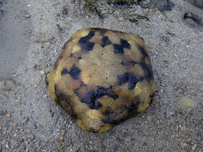 Cushion Star (Culcita  novaeguineae)