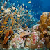 Ocean Life HD Windows Themes